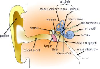 shema analogique numerique